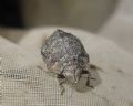 Psacasta tuberculata